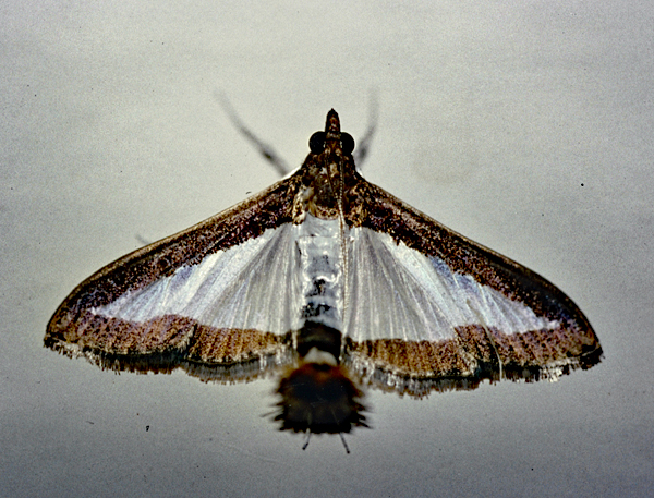 /filer/webapps/moths/media/images/I/indica_Diaphania_A_Roland_01.jpg