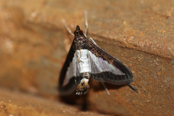 /filer/webapps/moths/media/images/I/indica_Diaphania_A_Voaden.jpg
