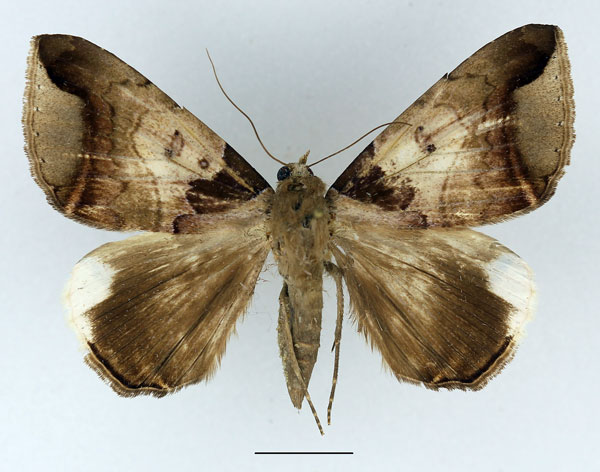 /filer/webapps/moths/media/images/I/indicabilis_Achaea_AF_Basquin_01.jpg
