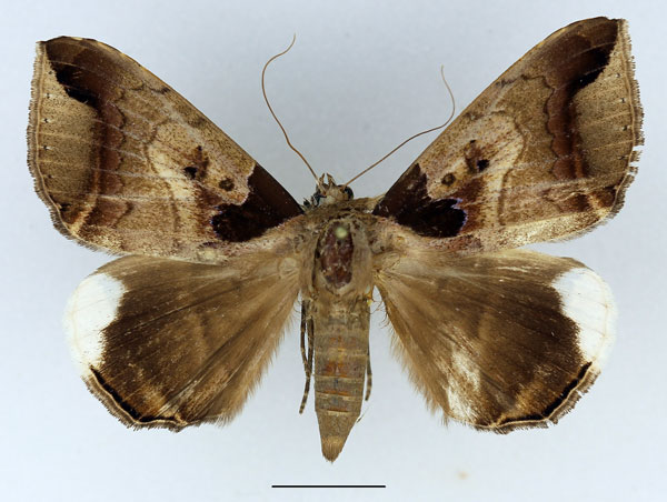 /filer/webapps/moths/media/images/I/indicabilis_Achaea_AF_Basquin_02.jpg