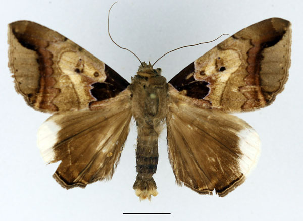 /filer/webapps/moths/media/images/I/indicabilis_Achaea_AM_Basquin.jpg
