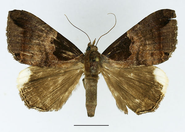 /filer/webapps/moths/media/images/I/indicabilis_Achaea_AM_Basquin_02.jpg