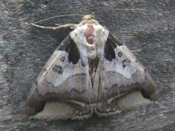 /filer/webapps/moths/media/images/I/indicabilis_Achaea_A_Guyonnet.jpg