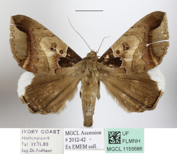 /filer/webapps/moths/media/images/I/indicabilis_Achaea_A_MGCLa_01.jpg