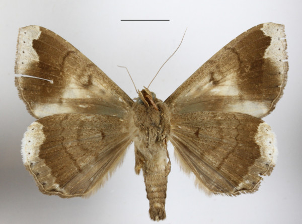 /filer/webapps/moths/media/images/I/indicabilis_Achaea_A_MGCLb_01.jpg