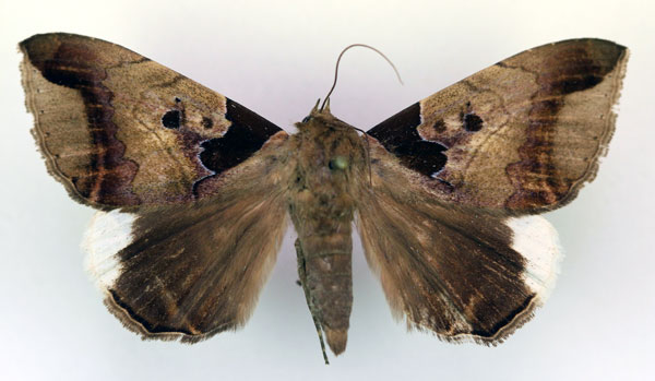 /filer/webapps/moths/media/images/I/indicabilis_Achaea_A_RMCA.jpg
