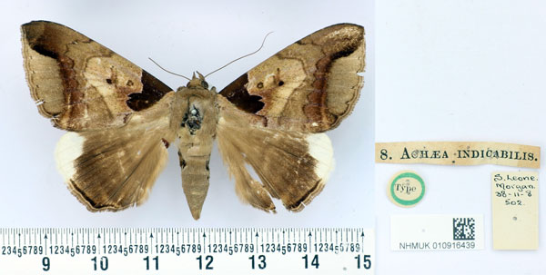 /filer/webapps/moths/media/images/I/indicabilis_Achaea_HT_BMNH.jpg