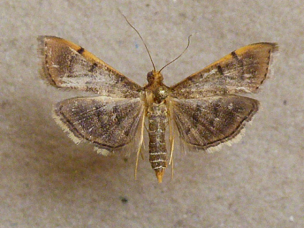 /filer/webapps/moths/media/images/I/indicata_Omiodes_A_Butler.jpg