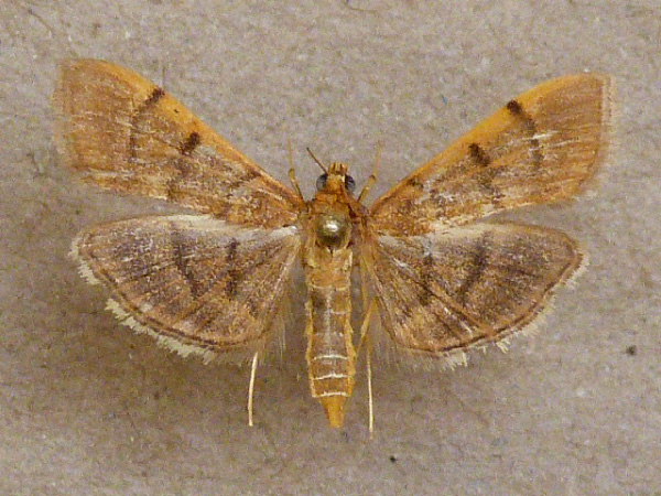 /filer/webapps/moths/media/images/I/indicata_Omiodes_A_Butler_02.jpg