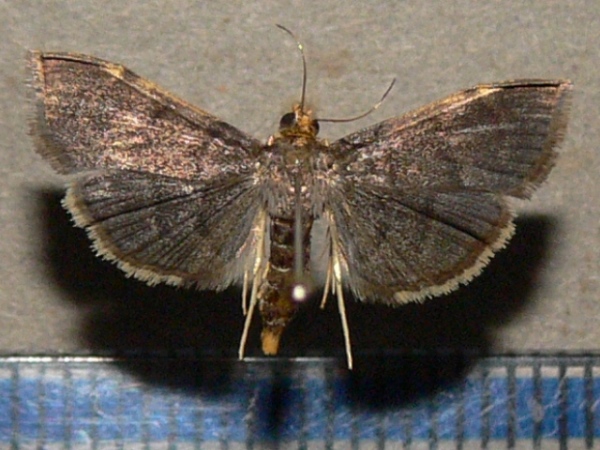 /filer/webapps/moths/media/images/I/indicata_Omiodes_A_Goffa_02.jpg