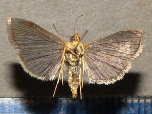 /filer/webapps/moths/media/images/I/indicata_Omiodes_A_Goffb_02.jpg