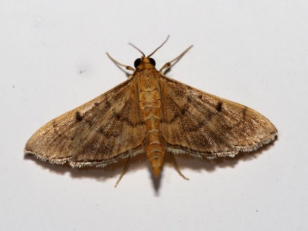 /filer/webapps/moths/media/images/I/indicata_Omiodes_A_Grimm.jpg