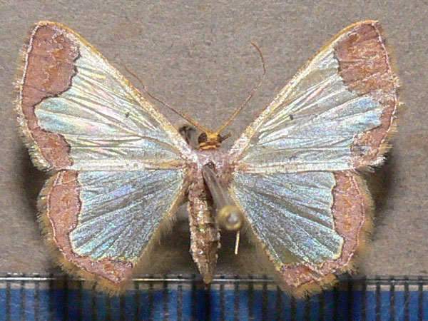 /filer/webapps/moths/media/images/I/indicata_Zamarada_A_Goff_01.jpg