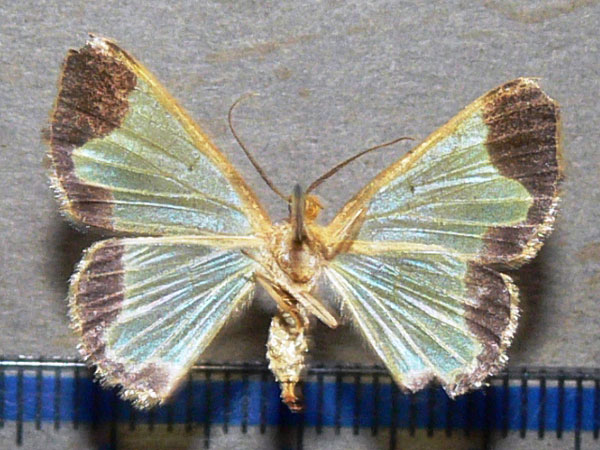 /filer/webapps/moths/media/images/I/indicata_Zamarada_A_Goff_02.jpg