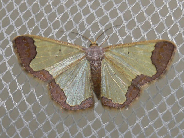 /filer/webapps/moths/media/images/I/indicata_Zamarada_A_Goff_03.jpg