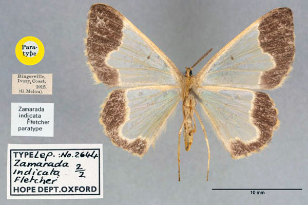 /filer/webapps/moths/media/images/I/indicata_Zamarada_PT_OUMNH_02.jpg