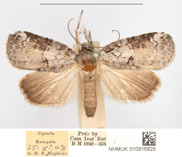 /filer/webapps/moths/media/images/I/indicatella_Nycteola_AM_NHMUK.jpg