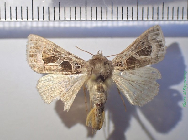 /filer/webapps/moths/media/images/I/indicator_Thysanoplusia_AM_Bippus.jpg