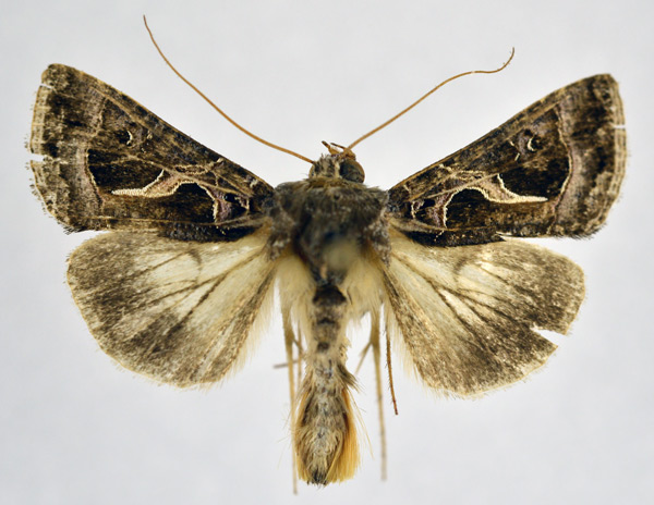 /filer/webapps/moths/media/images/I/indicator_Thysanoplusia_AM_NHMO.jpg