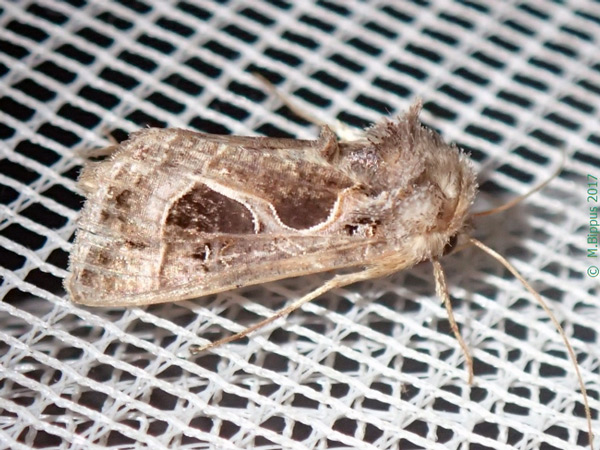 /filer/webapps/moths/media/images/I/indicator_Thysanoplusia_A_Bippus.jpg
