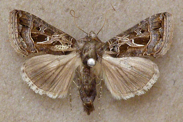 /filer/webapps/moths/media/images/I/indicator_Thysanoplusia_A_Butler.jpg