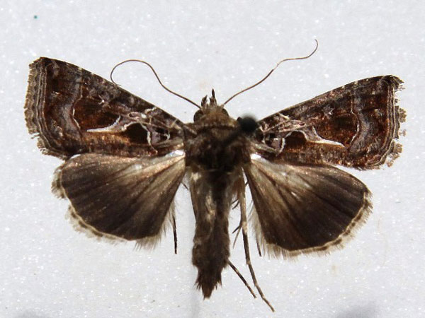 /filer/webapps/moths/media/images/I/indicator_Thysanoplusia_A_Goff_01.jpg