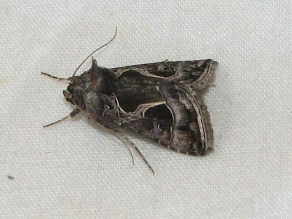 /filer/webapps/moths/media/images/I/indicator_Thysanoplusia_A_Goff_02.jpg