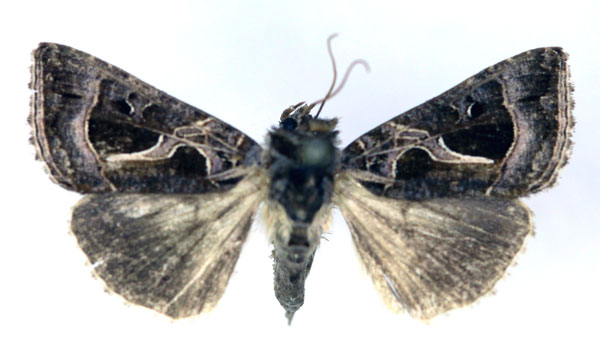 /filer/webapps/moths/media/images/I/indicator_Thysanoplusia_A_RMCA.jpg
