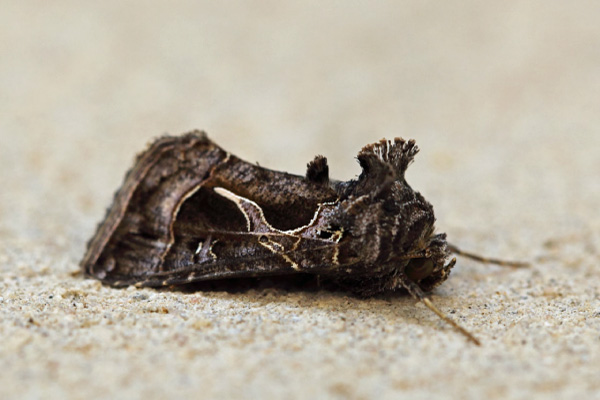 /filer/webapps/moths/media/images/I/indicator_Thysanoplusia_A_Voaden.jpg