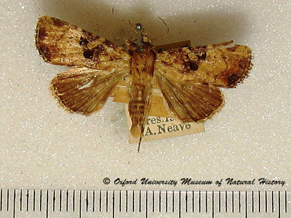 /filer/webapps/moths/media/images/I/indigna_Feliniopsis_A_OUMNH.jpg