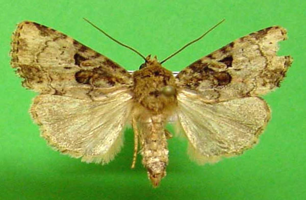 /filer/webapps/moths/media/images/I/indigna_Mentaxya_AF_Legrain.jpg