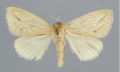 /filer/webapps/moths/media/images/I/indistincta_Afropydna_A_RMCA_02.jpg