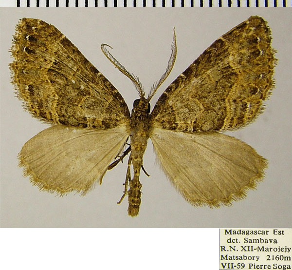 /filer/webapps/moths/media/images/I/indocilis_Parortholitha_AM_ZSMa.jpg