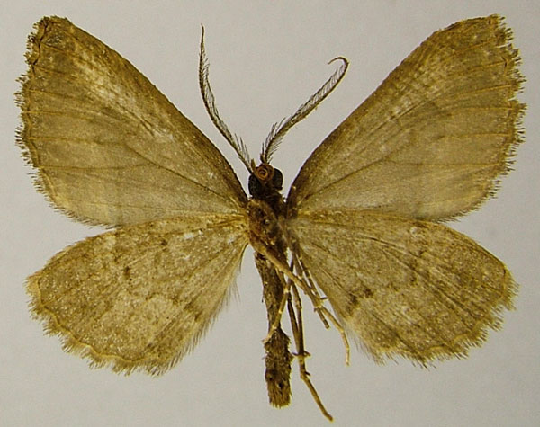 /filer/webapps/moths/media/images/I/indocilis_Parortholitha_AM_ZSMb.jpg