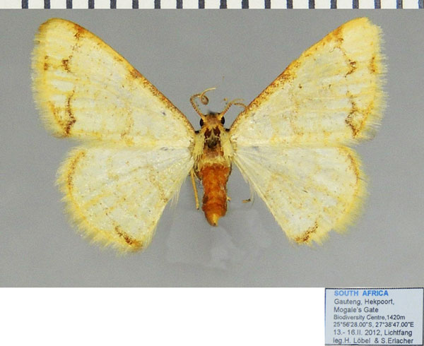 /filer/webapps/moths/media/images/I/indularia_Lomographa_AF_ZSMa.jpg