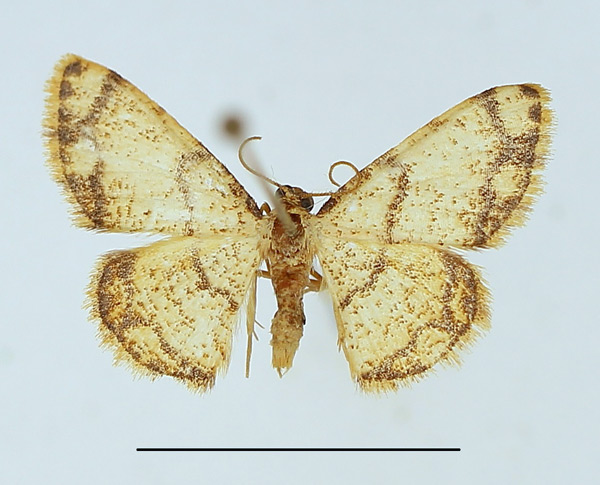 /filer/webapps/moths/media/images/I/indularia_Lomographa_AM_TMSA.jpg