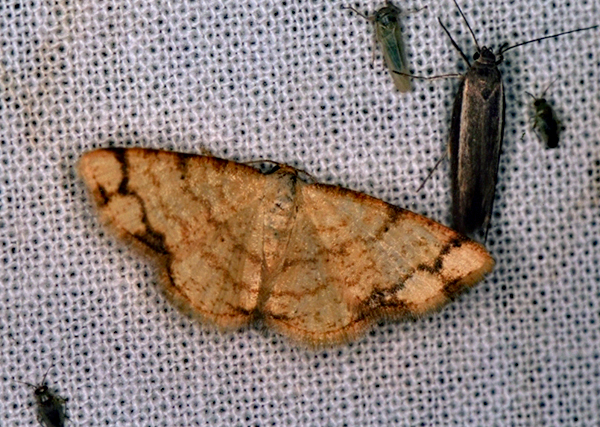 /filer/webapps/moths/media/images/I/indularia_Lomographa_A_Roland_01.jpg