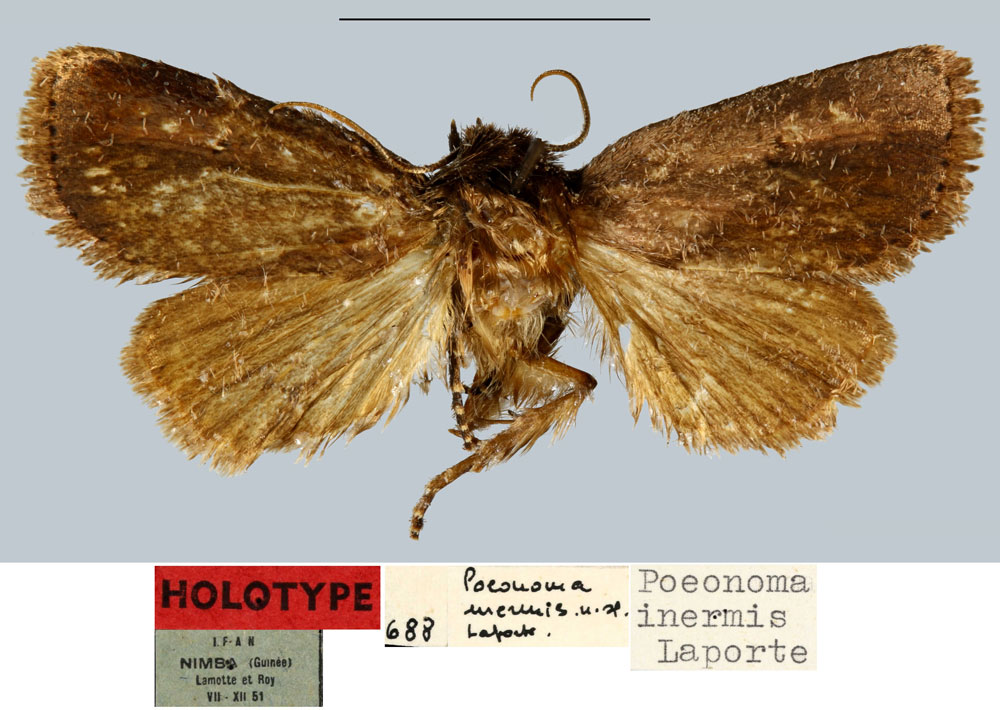 /filer/webapps/moths/media/images/I/inermis_Poeonoma_HT_MNHN.jpg