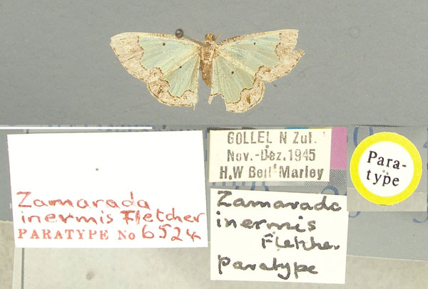 /filer/webapps/moths/media/images/I/inermis_Zamarada_PT_TMSA.jpg