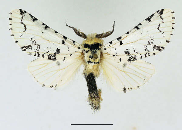 /filer/webapps/moths/media/images/I/inexpectata_Afrocerura_AM_Basquin_01.jpg