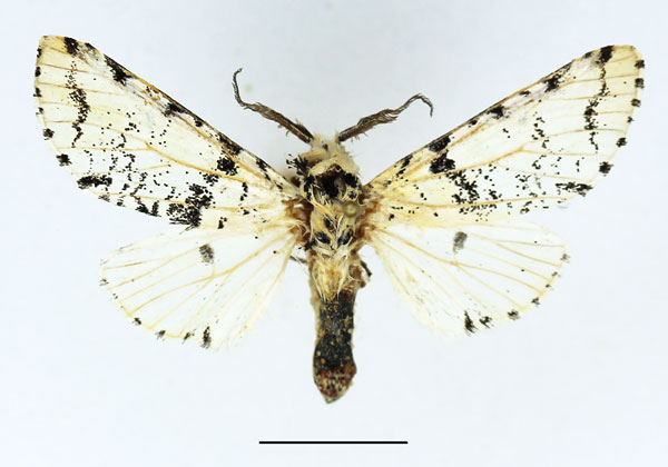 /filer/webapps/moths/media/images/I/inexpectata_Afrocerura_AM_Basquin_02.jpg