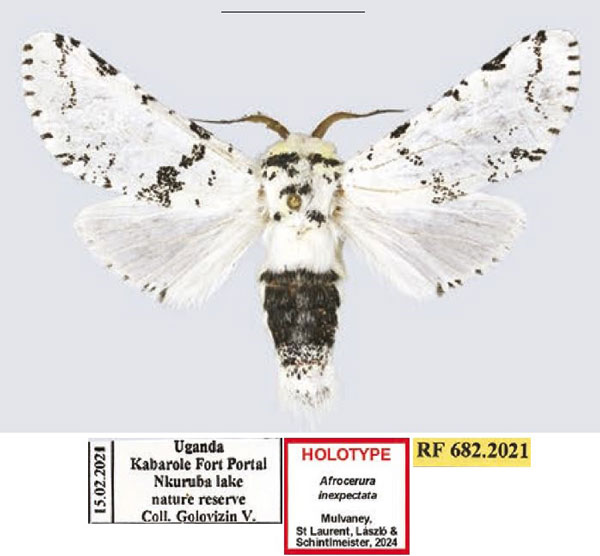 /filer/webapps/moths/media/images/I/inexpectata_Afrocerura_HT_ANHRT.jpg