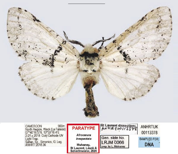 /filer/webapps/moths/media/images/I/inexpectata_Afrocerura_PTF_ANHRT.jpg