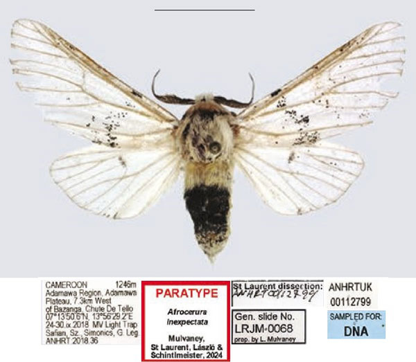 /filer/webapps/moths/media/images/I/inexpectata_Afrocerura_PTM_ANHRT.jpg
