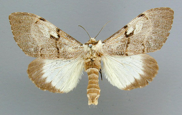 /filer/webapps/moths/media/images/I/inexpectata_Aprosdocetos_AM_RMCA.jpg