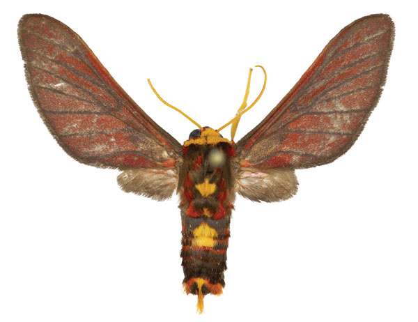 /filer/webapps/moths/media/images/I/inexpectata_Daphaenisca_AM_ZMJU.jpg
