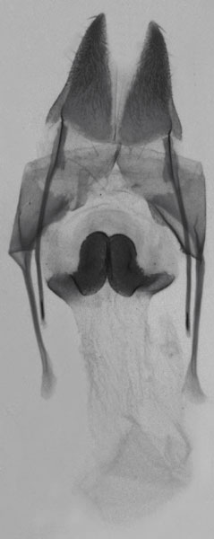 /filer/webapps/moths/media/images/I/inexpectata_Sesamia_GFPT_MNHN_27.jpg