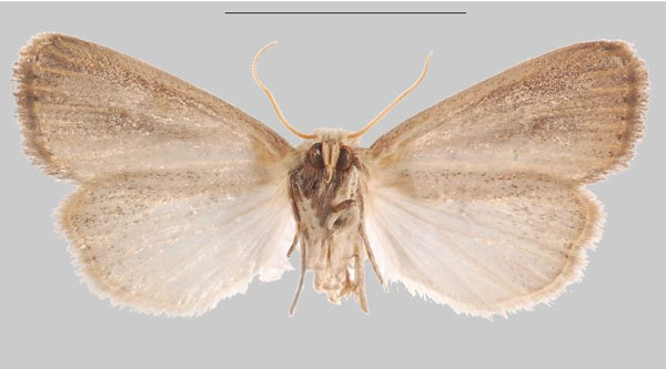 /filer/webapps/moths/media/images/I/inexpectata_Sesamia_HT_MNHNb.jpg