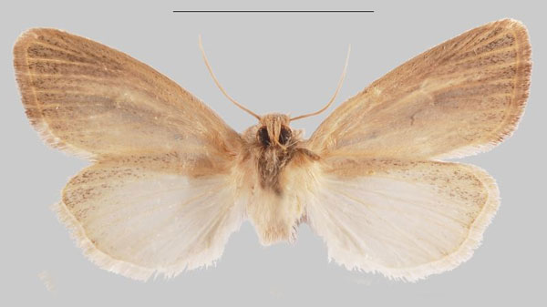 /filer/webapps/moths/media/images/I/inexpectata_Sesamia_PTF_MNHNb.jpg