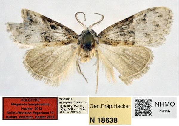 /filer/webapps/moths/media/images/I/inexplicabilis_Meganola_HT_NHMO.jpg